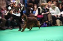 Crufts2011 719